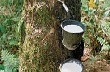 Ấn Độ sẽ đưa ra giải pháp đối phó với tình trạng giá cao su sụt giảm
